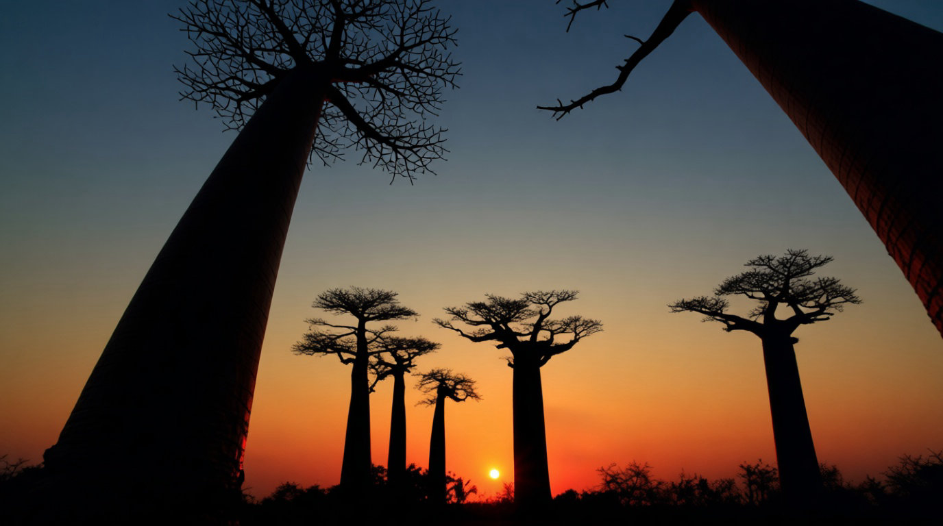 Allée des baobabs à Madagascar pour un voyage solo organisé