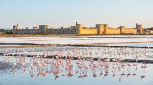 Des dizaines de flamants roses dans les marais salants, avec les imposantes murailles d'Aigues-Mortes en arrière-plan.